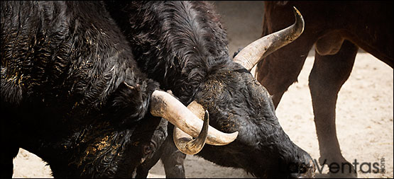 Seis toros de Pedraza de Yeltes para la Prensa