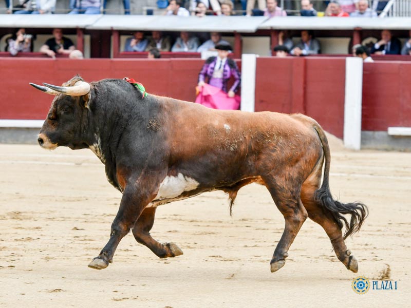 Nº 57, BORDADOR, primero de la tarde