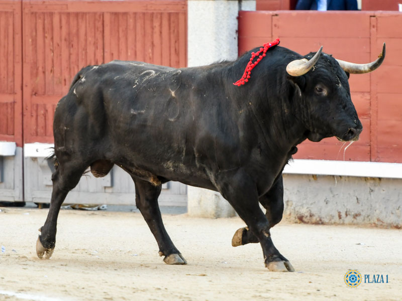 Nº 28, TEMEROSO, primero de la tarde