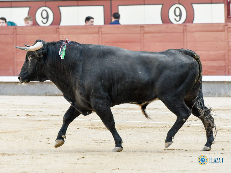 Nº 35, MIRABAJO, en primer lugar