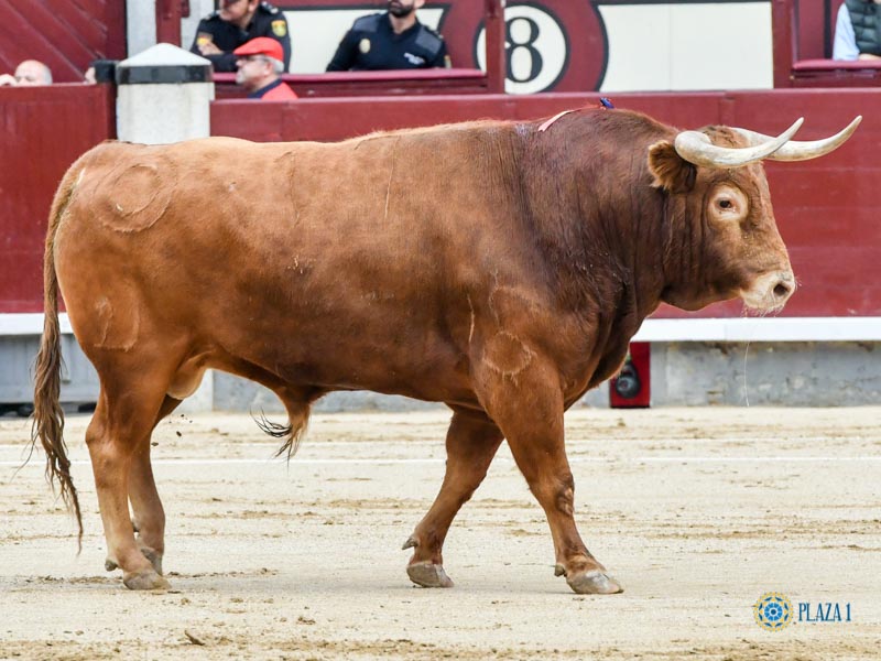 Nº 17, CUMPLIDOR, primero de la tarde