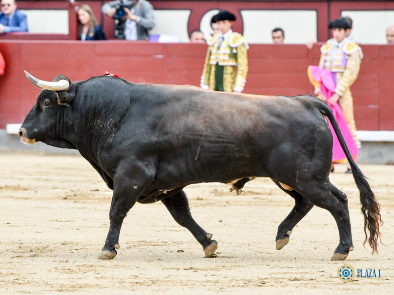 Nº 15, ANDALUZ, primero de la tarde