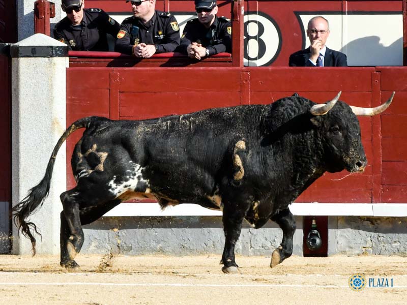 Nº 44, GALLEGO, primero de la tarde