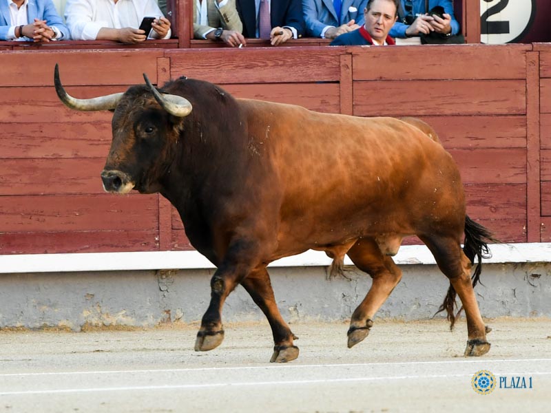 Nº 98, MOLADOR, primero de la tarde