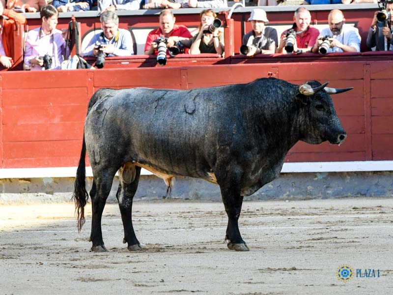 Nº 73, CHAPARRITO, primero de la tarde