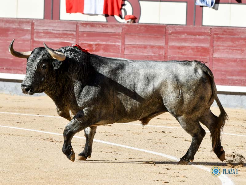 Nº 59, AVIADOR, primero de la tarde