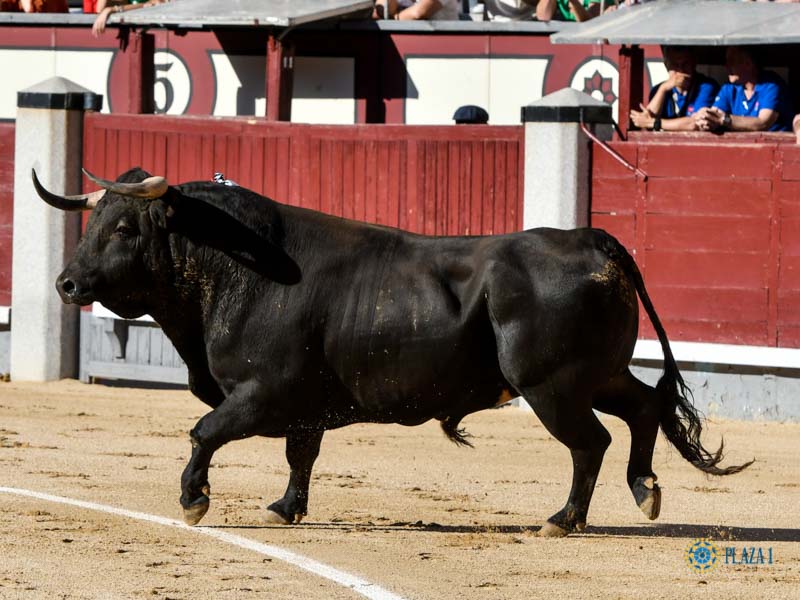 Nº 30, MANCHEGO, primero de la tarde