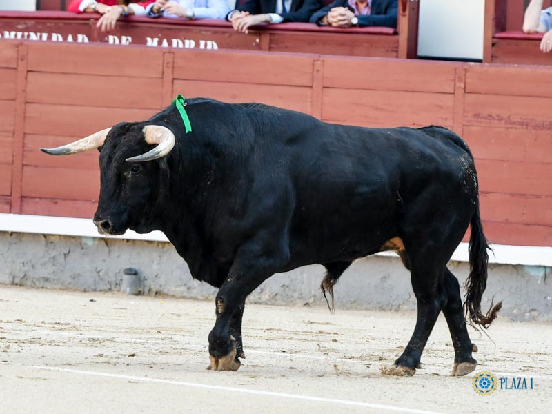 Nº 86, VOLANTE, primero de la tarde