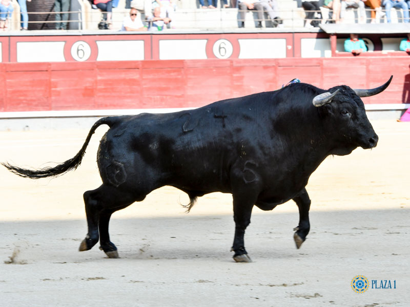 Nº 24, VALEROSO, primero de la tarde