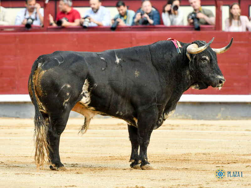 Nº 54, FACILÓN, primero de la tarde