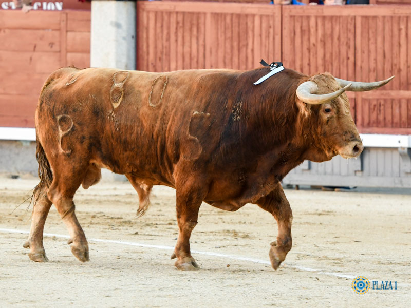 Nº80, ZAMBOMBO, primero de la tarde