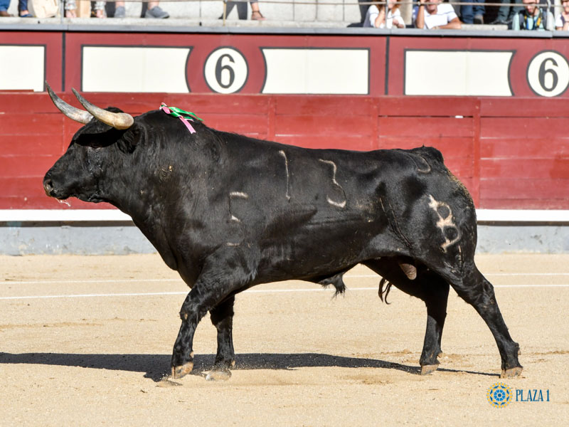 Nº 13, SANTANERO II, primero de la tarde, devuelto