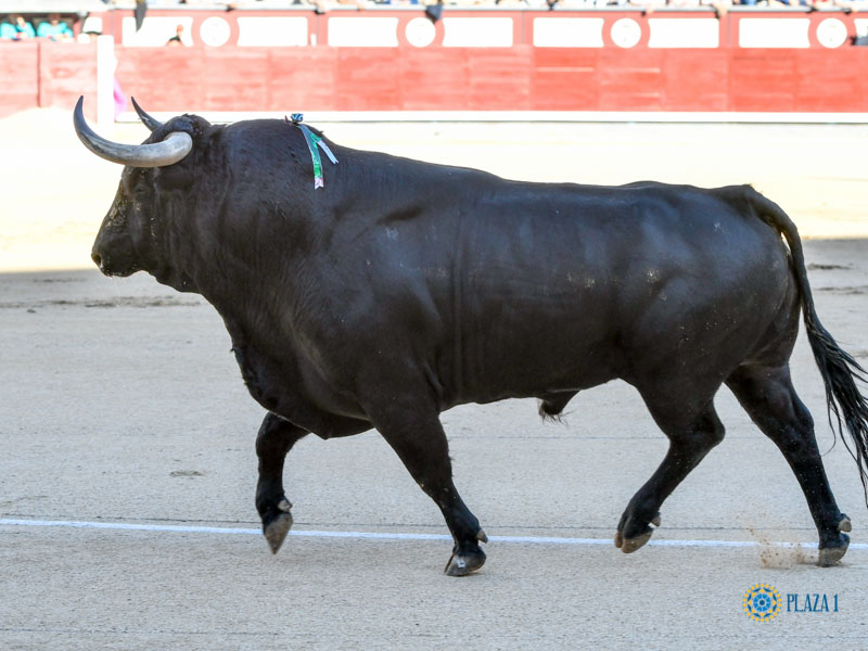 Nº 27, TRIPULANTE, primero de la tarde