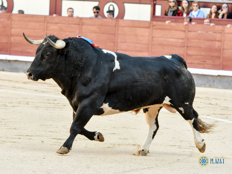 Nº 22, HECHICERO, primero de la tarde