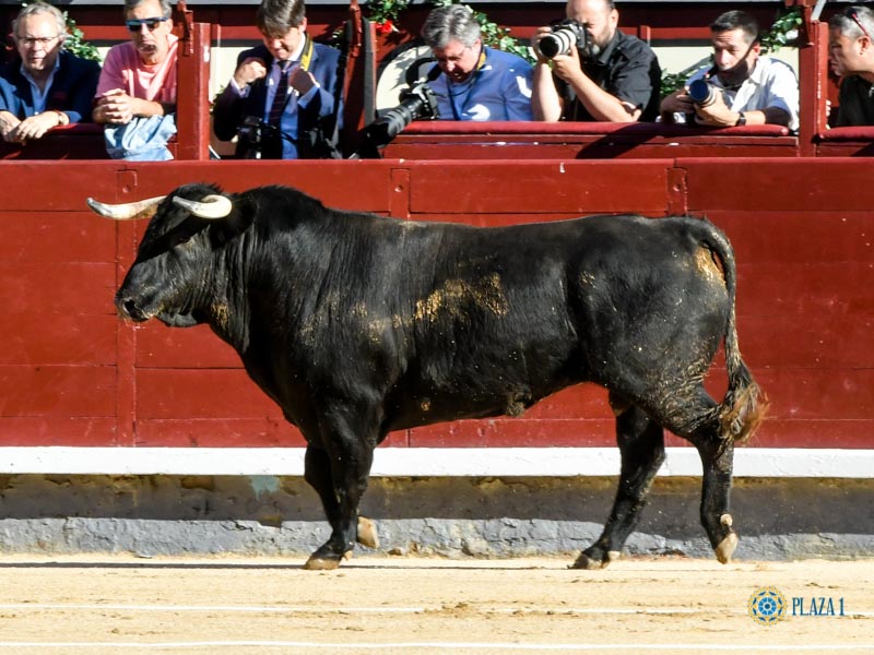 Nº 38, MALAGUEÑO, primero de la tarde