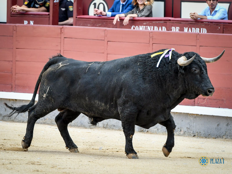 Nº 17, NADADOR, primero de la tarde