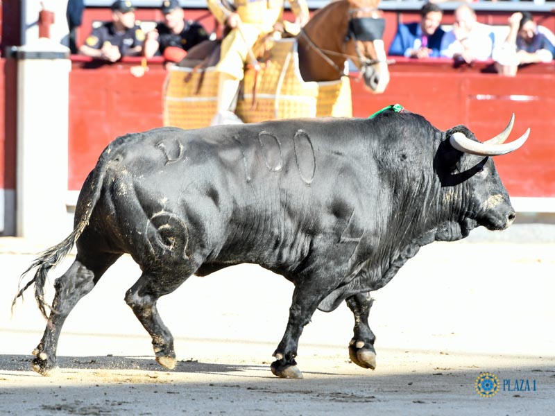 Nº 100, VINAZO, primero de la tarde