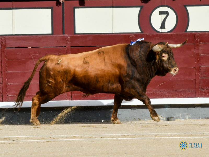 Nº 57, TOMILLITO, primero de la tarde