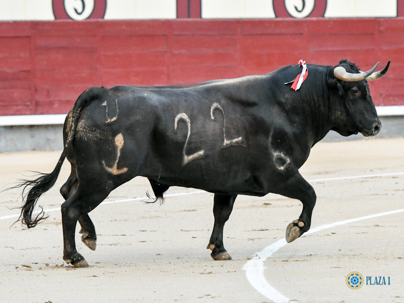 Nº 22, AFANOSILLO, primero de la tarde