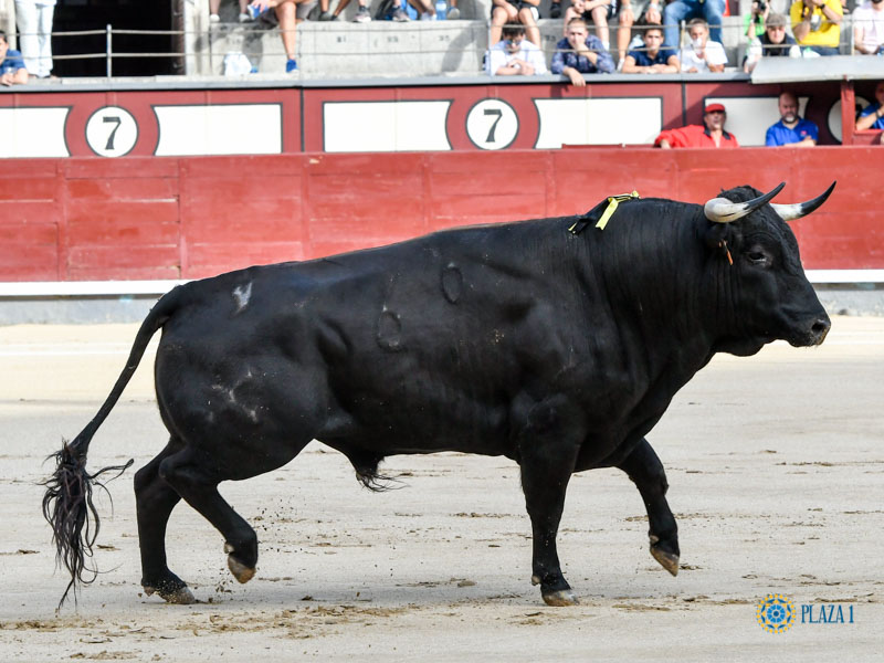 Nº 69, CIGUIÑUELO, primero de la tarde