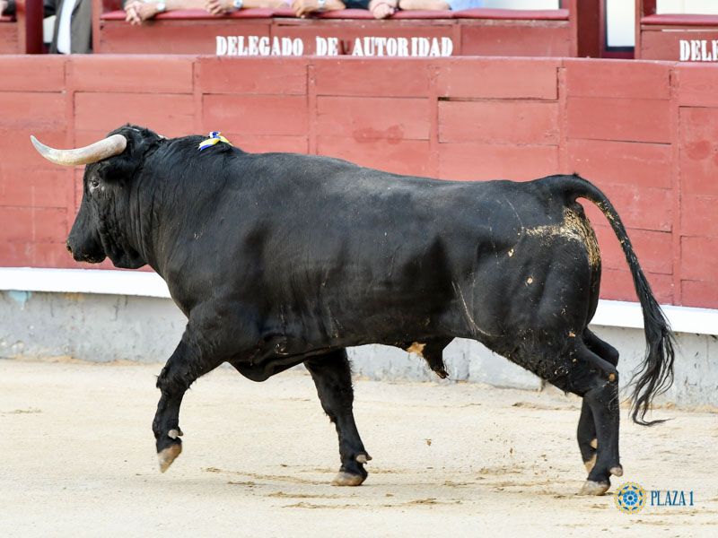 Nº 12, BURGALITO, primero de la tarde