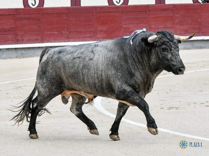 Nº 45, LUBINOSO, primero de la tarde