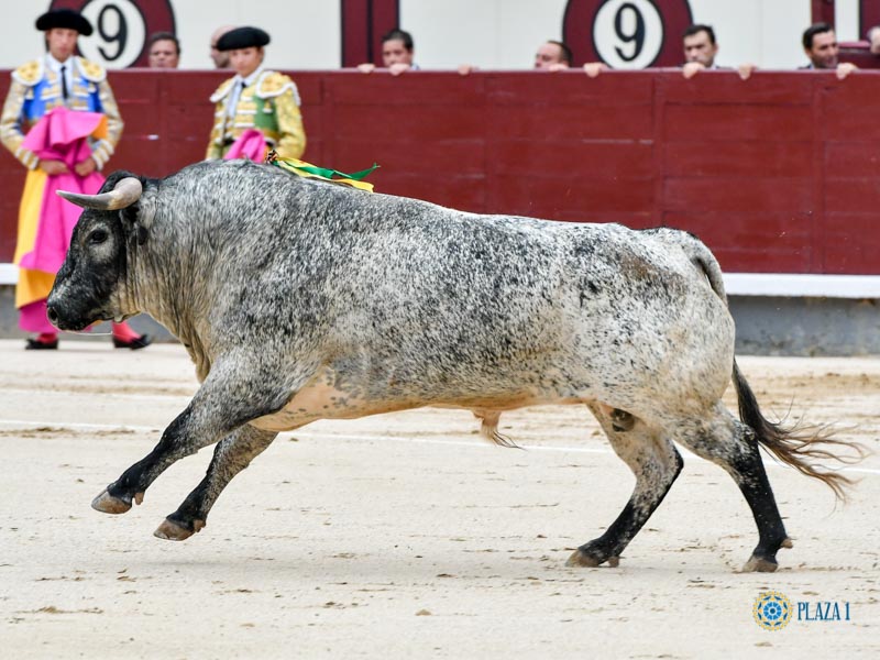 Nº 22, AVIADOR, primero de la tarde