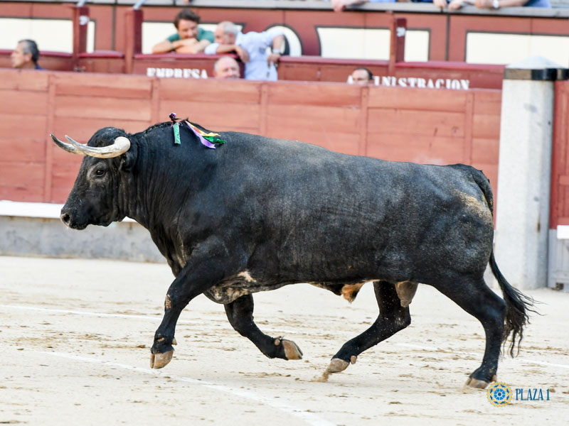 Nº 60, CHAMORRO, primero de la tarde