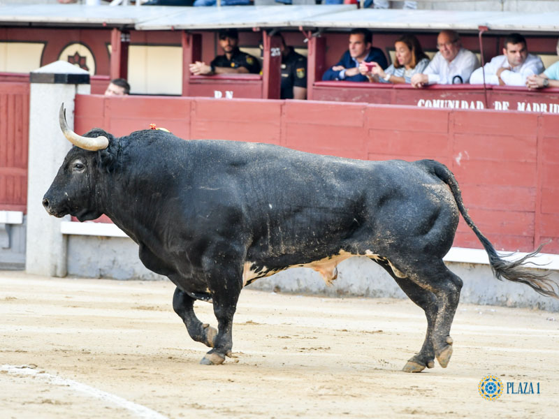 Nº 30, MATORRITO, primero de la tarde