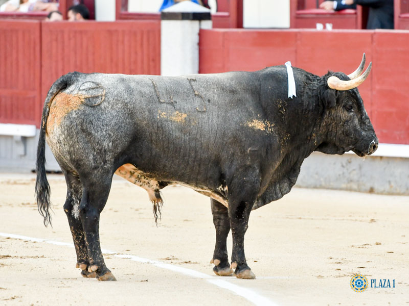 Nº 45, PAJARERO, primero de la tarde