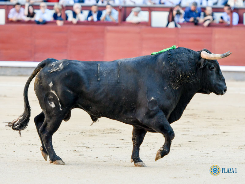 Nº 11, TRAMPOSO, primero de la tarde