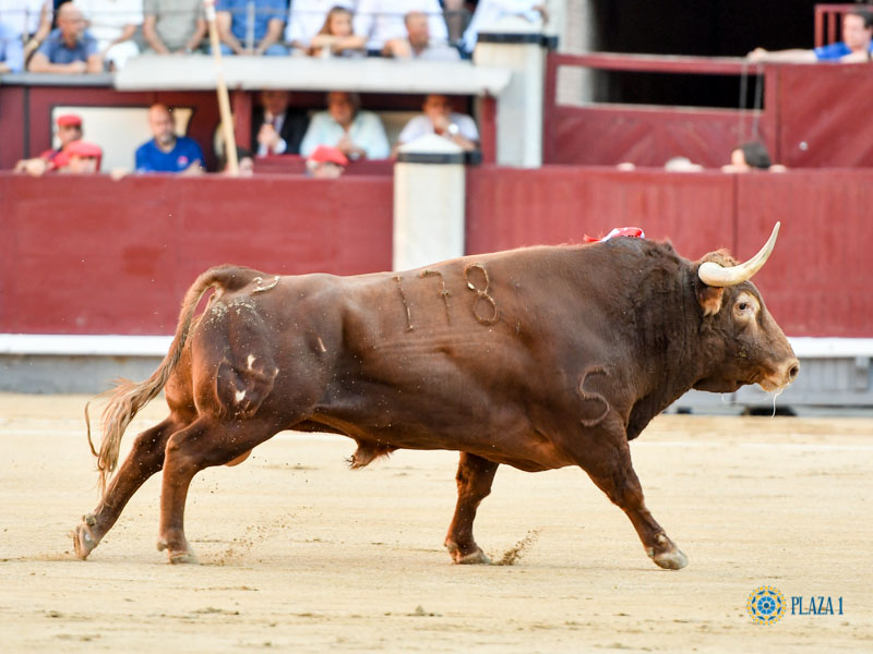 Nº 178, LINGOTAZO, primero de la tarde