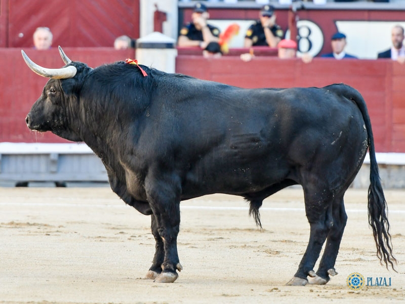 Nº 89, LANGOSTILLO, primero de la tarde