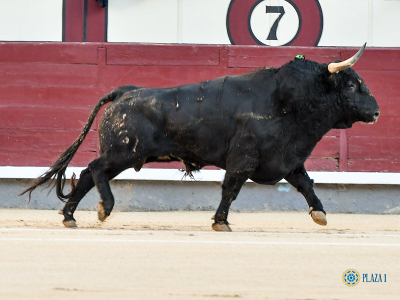 Nº 131, JARRERO, primero de la tarde