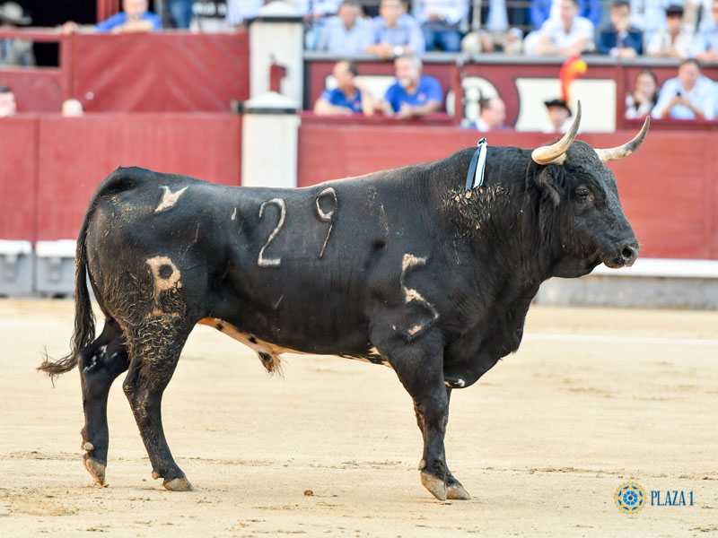 Nº 29, ANTEQUERANO, primero de la tarde