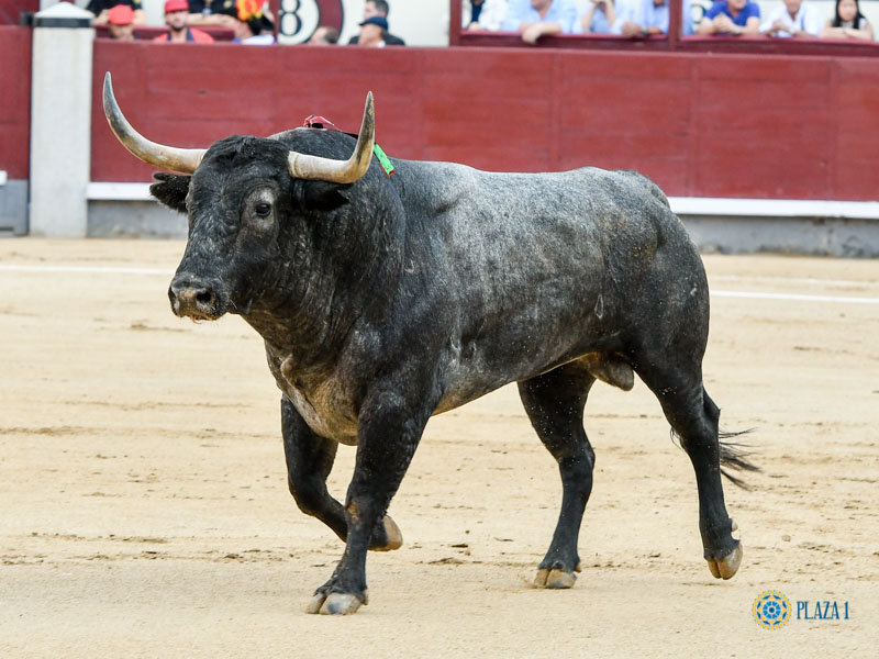 Nº 45, JARDINERO, primero de la tarde