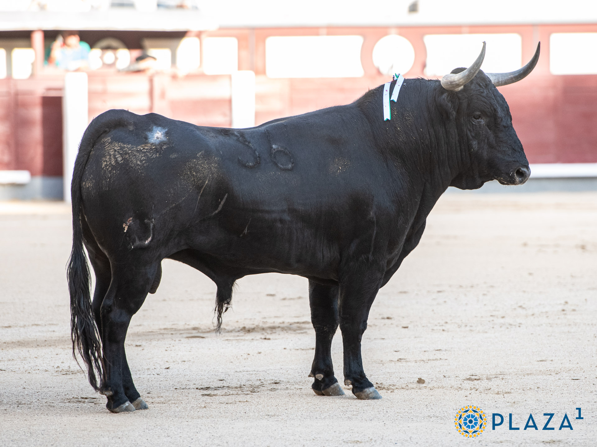 Lo de Madrid de ayer trae cola…»En Terrones no se tocan los pitones»