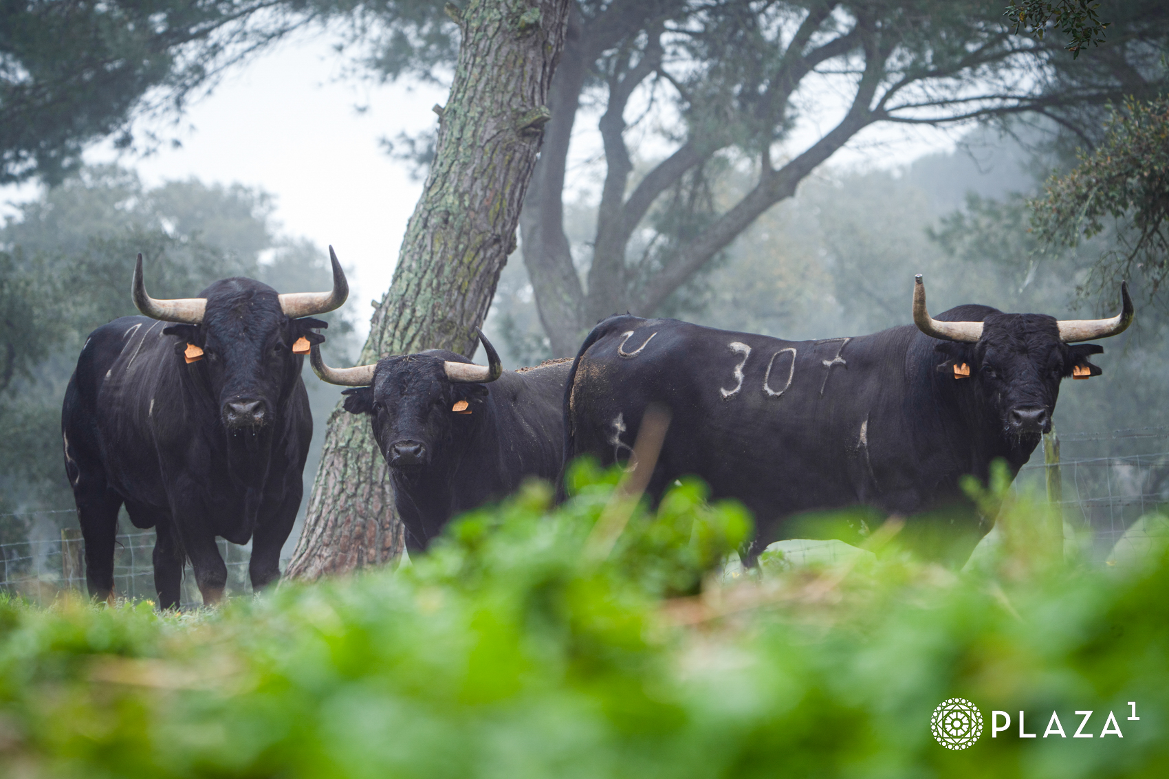 La soberbia estampa de los toros de Palha para Resurrección en Las Ventas