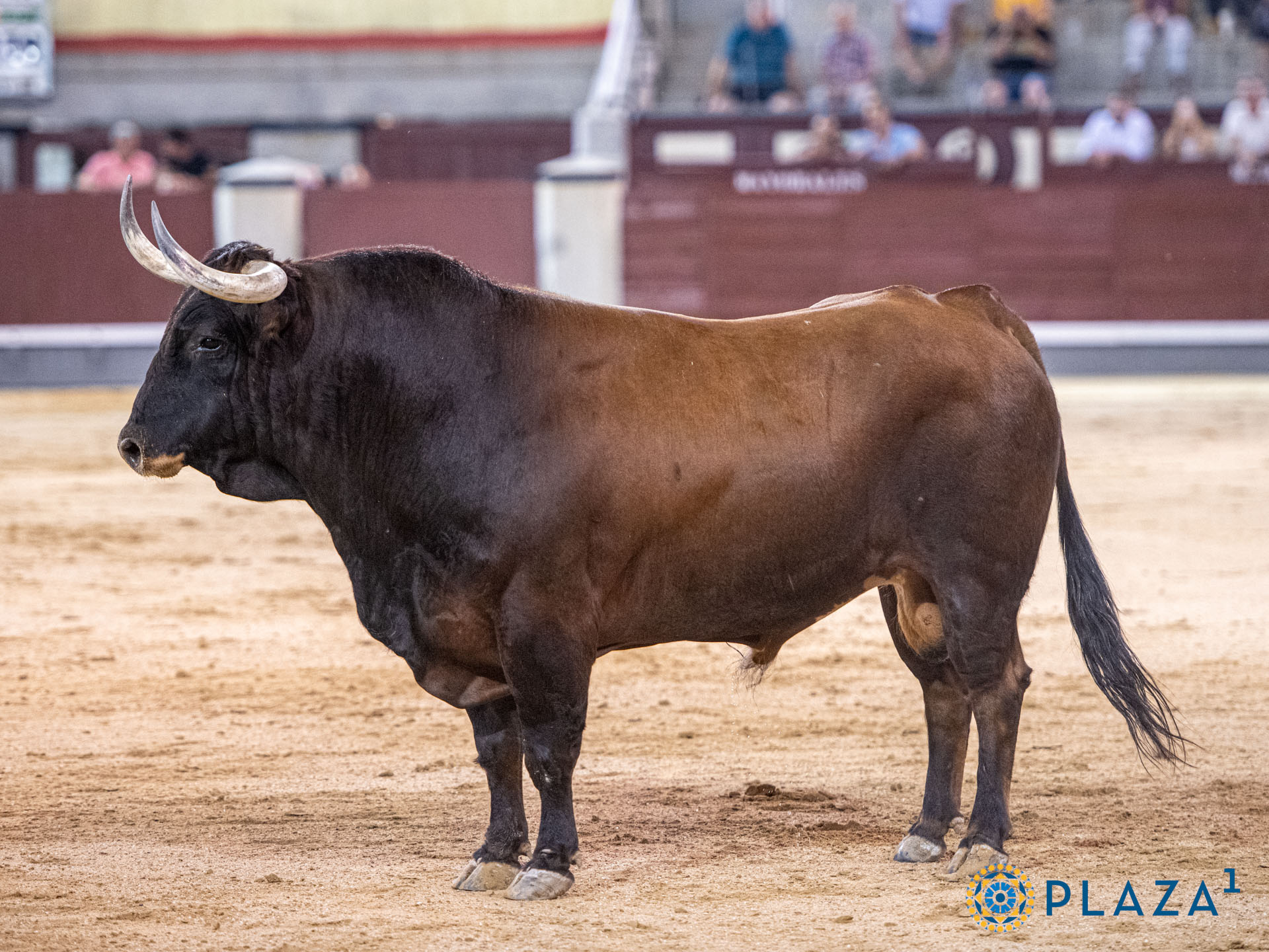 Saludos para Rafael Cerro en el cierre de julio en Las Ventas