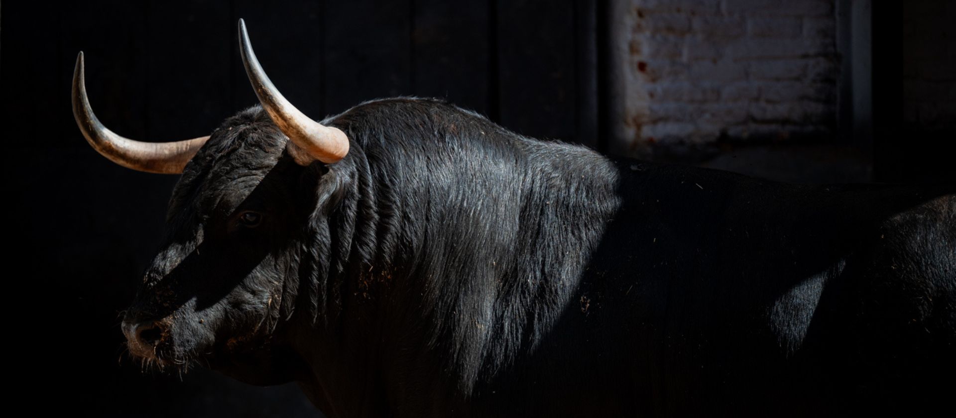Seis toros de Montalvo para la 23ª de San Isidro
