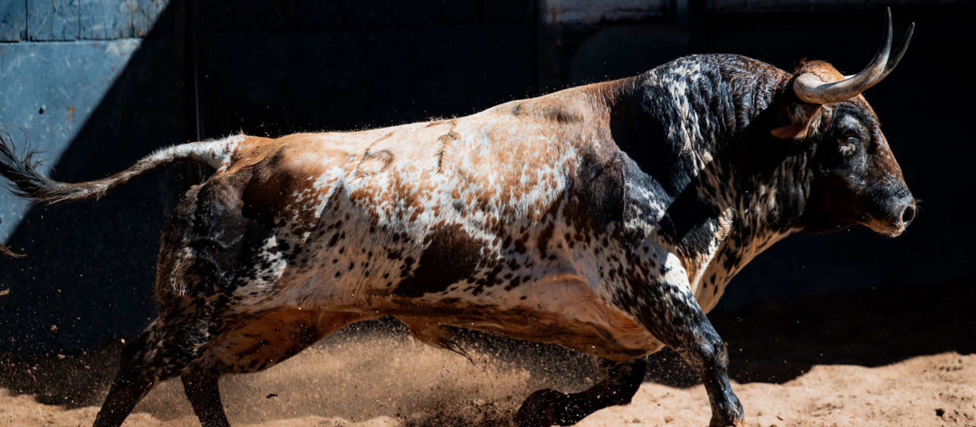 Cuatro toros de Jandilla y dos de Santiago Domecq para la 24ª de San Isidro