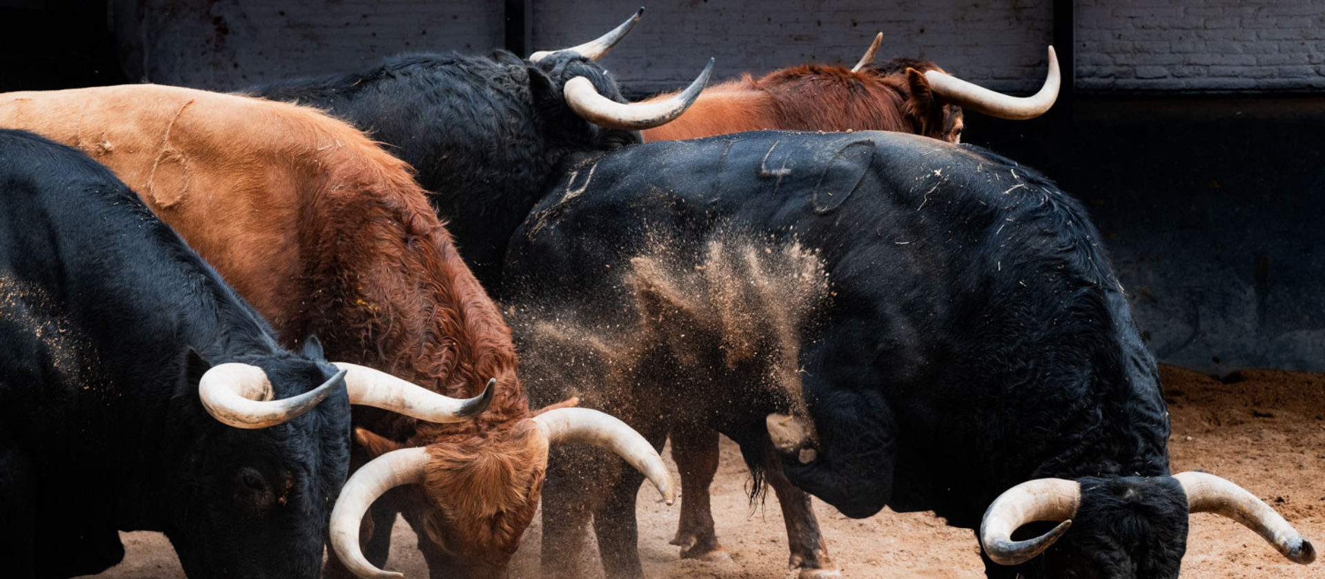 Seis toros de Juan Pedro Domecq para la 25ª de abono