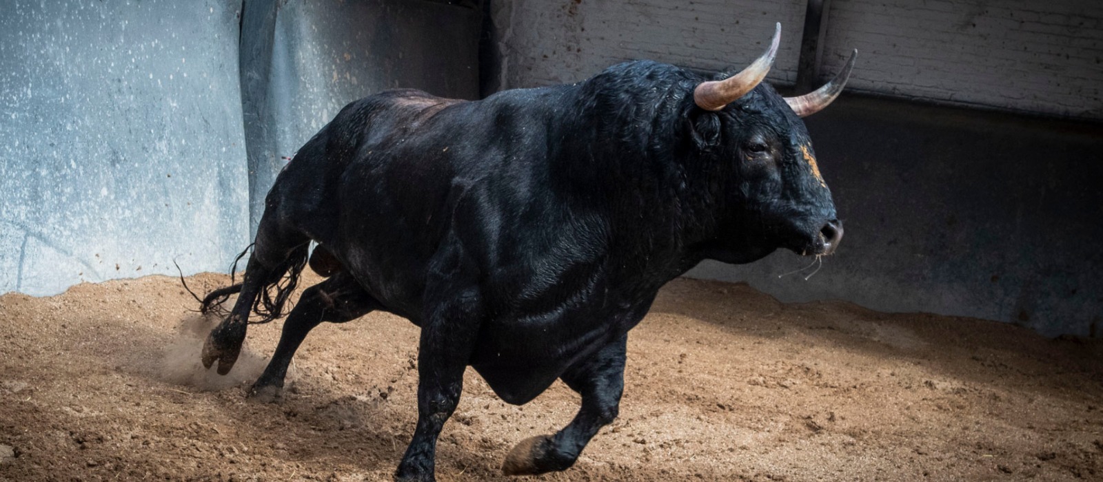 SEIS NOVILLOS DE LOS CHOSPES PARA LA PRIMERA DE 'CÉNATE LAS VENTAS'