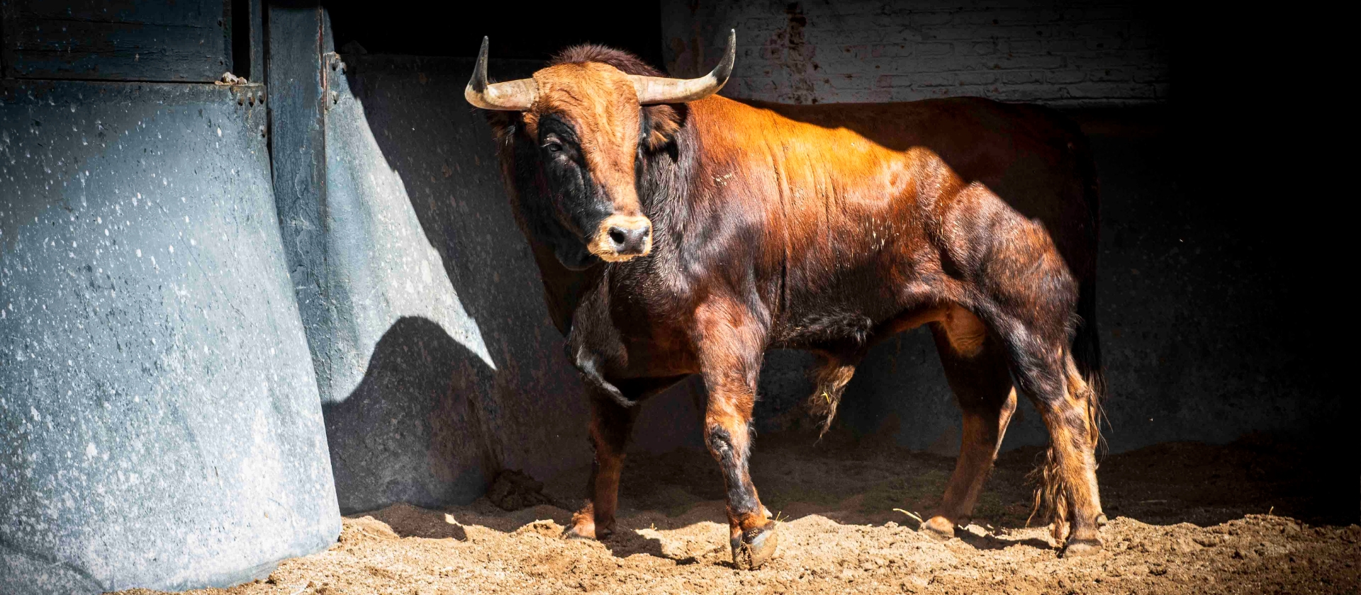 Seis novillos de Toros de Brazuelas para la tercera nocturna