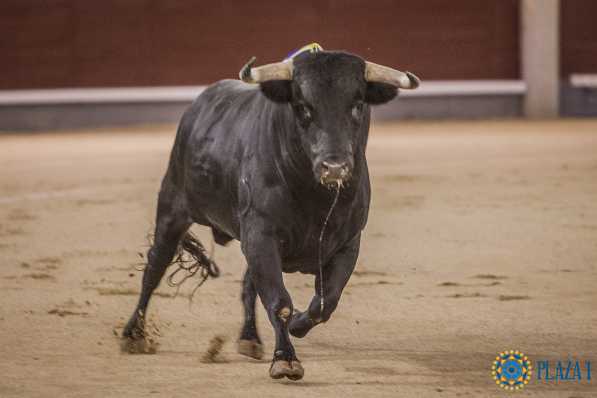 Nº 2, GUINDOSO, abre la tarde