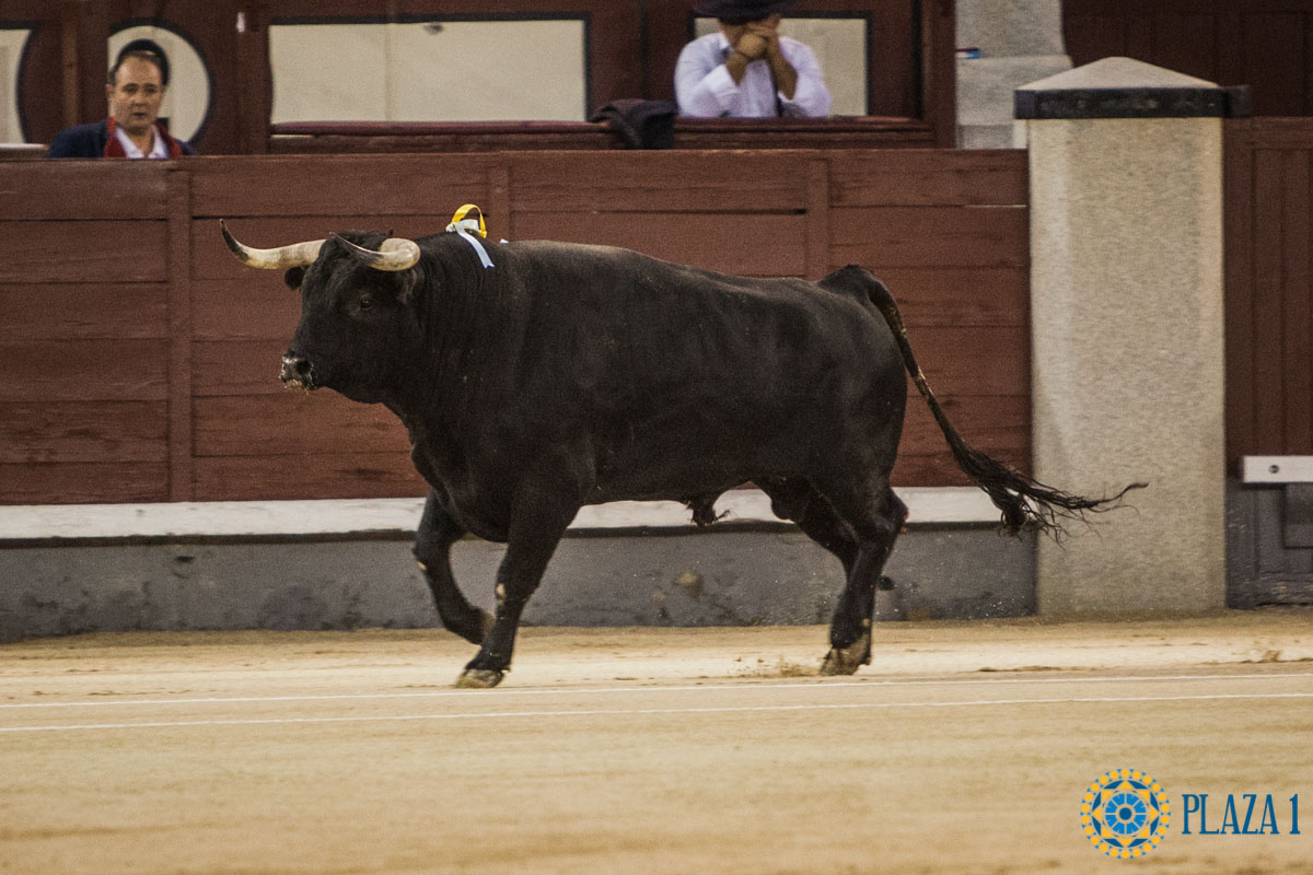 Nº 157, AFECTUOSO, devuelto