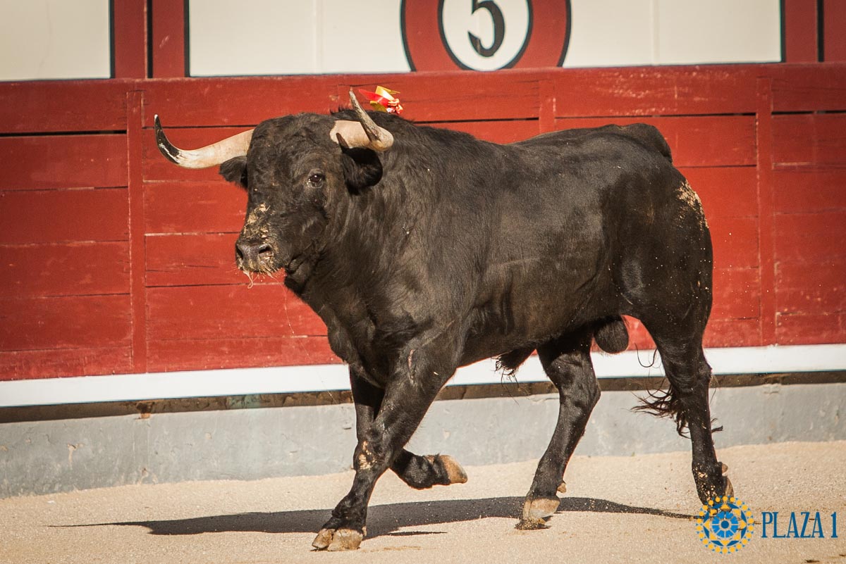 Nº 96, FARDERO, abre la tarde