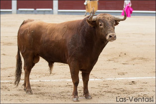 1º.- Nº 162, Sevillano, colorado, 517, 4/12